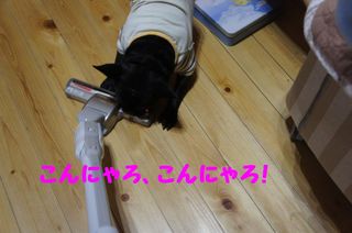 DSC03442-1.jpg