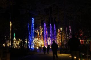 DSC02972-1.jpg